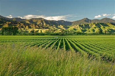 Marlborough Landschaft mit Weinberg